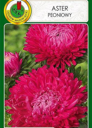 Nasiona - Aster Peoniowy Różowopurpurowy 0,8g - Niezłe Ziółko