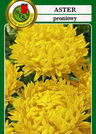 Nasiona - Aster Peoniowy 'Sonata' Żółty 0,8g - Niezłe Ziółko