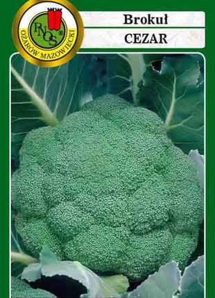 Nasiona – Brokuł Cezar 2g - Niezłe Ziółko