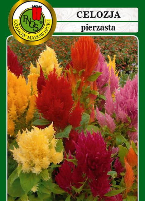 Nasiona - CELOZJA PIERZASTA NISKA MIESZANA 0,3g - Niezłe Ziółko