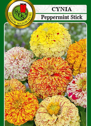 Nasiona - Cynia Daliowa Peppermint Stick Mieszanka 1g - Niezłe Ziółko