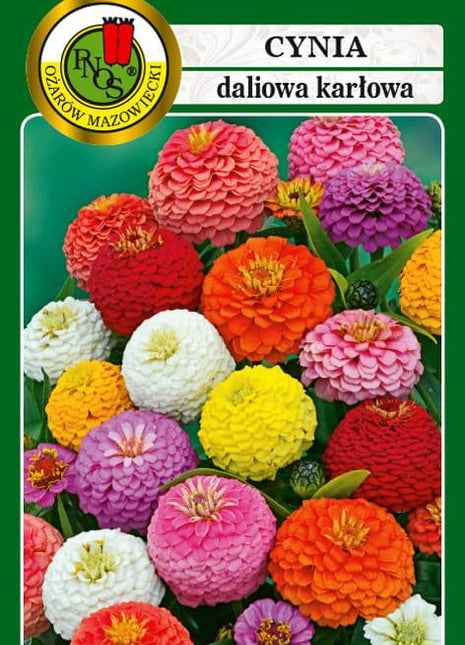 Nasiona - CYNIA KARŁOWA CUPIDO MIESZANA 1g - Niezłe Ziółko