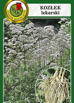 Nasiona - KOZŁEK 0,1g - Niezłe Ziółko