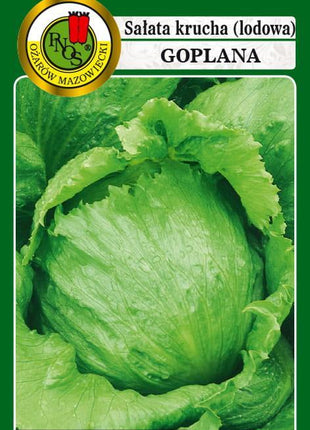 Nasiona – Sałata Głowiasta Krucha Goplana 1g (około 1200 sztuk nasion w opakowaniu) - Niezłe Ziółko