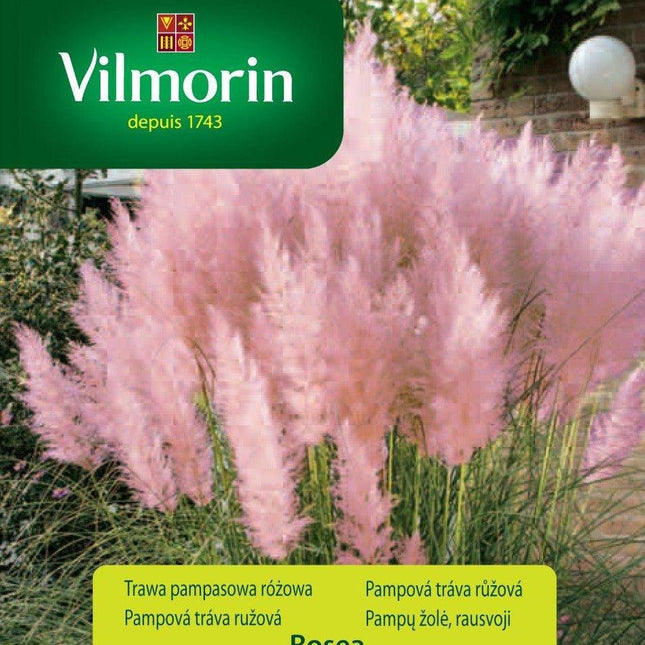 Nasiona - Trawa dekoracyjna pampasowa różowa Vilmorin 1 m² 0,1 kg - Niezłe Ziółko