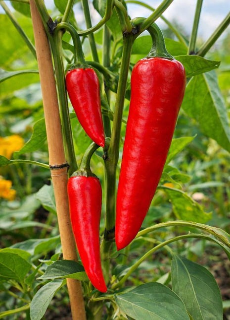 Papryka Ostra Cayenne - Sadzonka