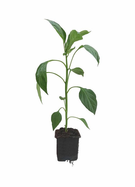 Papryka Jalapeño - Sadzonka - Niezłe Ziółko