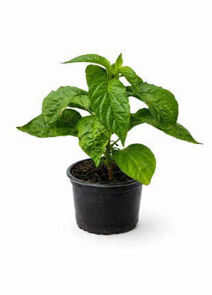 Papryka Habanero - Sadzonka - Niezłe Ziółko