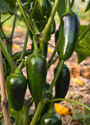 Papryka Jalapeño - Sadzonka