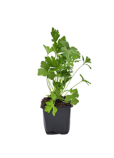 Pietruszka Naciowa - Sadzonka - Zioła w doniczce