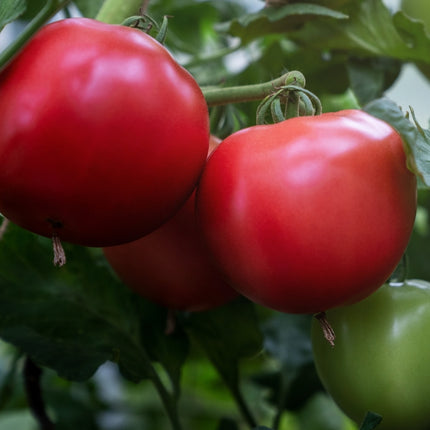 Sadzonka Pomidora - Pomidor Malinowy - Pink King F1 VP1