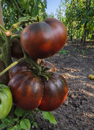 Pomidor Czarny Książę - Sadzonka