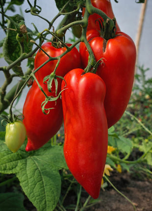 Pomidor Paprykowy Cornabel F1 - Sadzonka