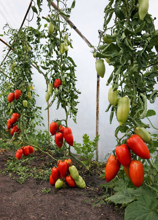 Pomidor Paprykowy Cornabel F1 - Sadzonka