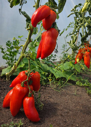 Pomidor Paprykowy Cornabel F1 - Sadzonka