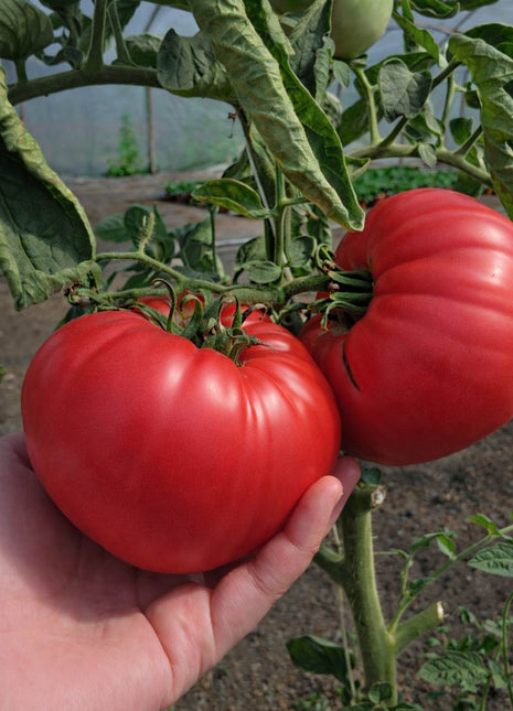 Pomidor Gigant - Sadzonka