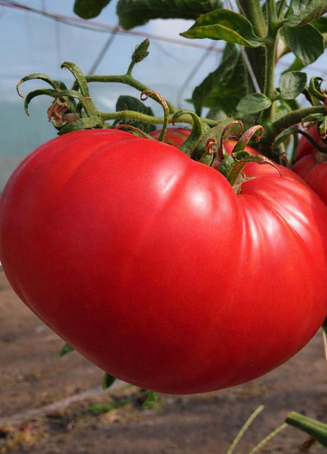 Pomidor Gigant - Sadzonka