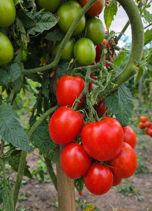 Pomidor Kmicic - Sadzonka