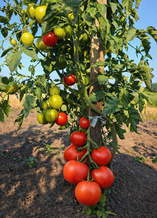 Pomidor Krakus - Sadzonka