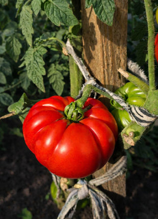 Pomidor Marmande - Sadzonka