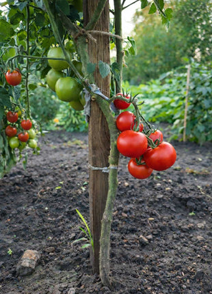 Pomidor Tornado - Sadzonka