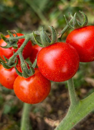 Pomidor Koralik Czerwony - Sadzonka