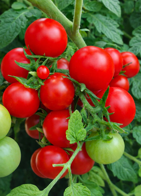 Pomidor Koktajlowy Bajaja - Sadzonka