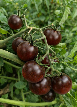 Pomidor Black Cherry - Sadzonka