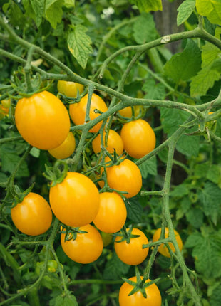 Pomidor Koralik Żółty - Sadzonka