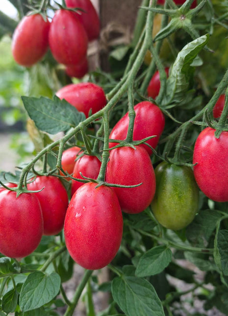 Pomidor Malinowy Smaczek - Sadzonka