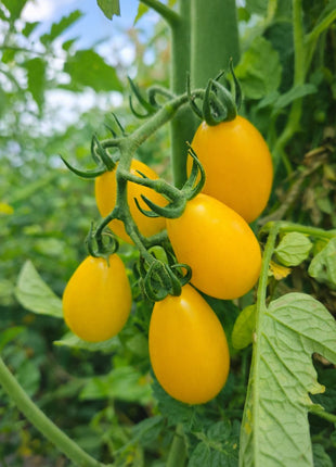 Pomidor Żółta gruszka - Sadzonka