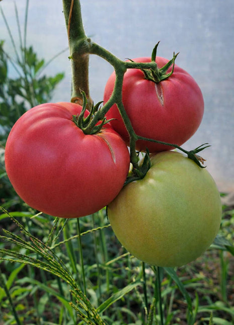 Pomidor Pink King F1 VP1 - Sadzonka