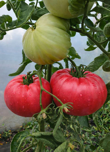 Pomidor Malinowy Warszawski - Sadzonka