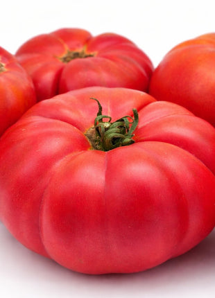 Pomidor Malinowy Warszawski - Sadzonka