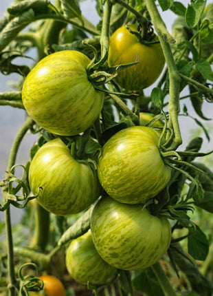 Pomidor Zielona Zebra - Sadzonka