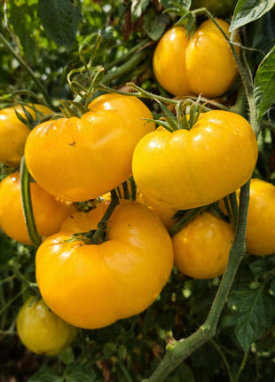 Pomidor Złoty Ożarowski - Sadzonka