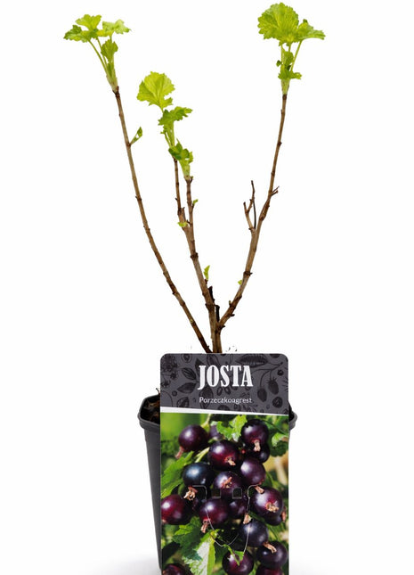 Porzeczkoagrest JOSTA - Sadzonka