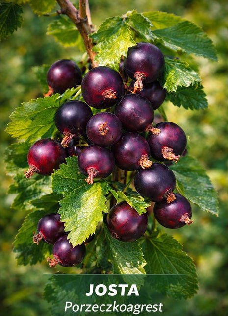 Porzeczkoagrest JOSTA - Sadzonka