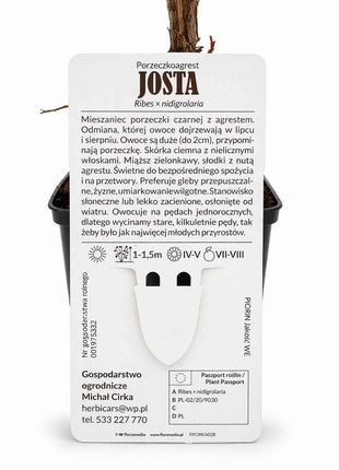 Porzeczkoagrest JOSTA - Sadzonka
