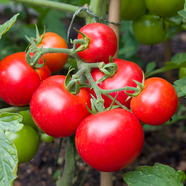 Sadzonka Pomidora - Pomidor Malinowy - Prezes
