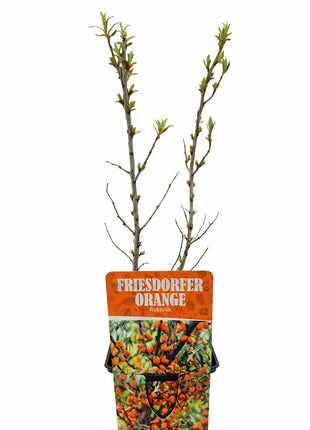 Rokitnik FRIESDORFER ORANGE odmiana żeńska - Sadzonka
