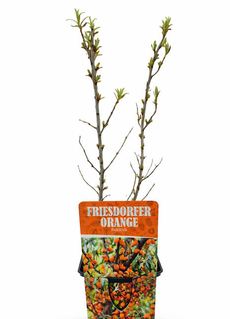 Rokitnik FRIESDORFER ORANGE odmiana żeńska - Sadzonka