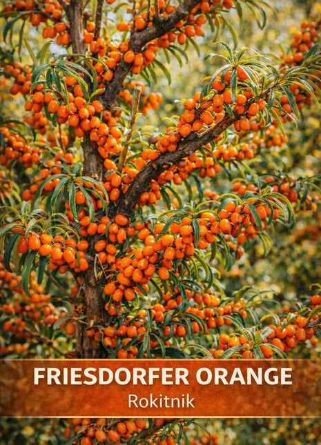 Rokitnik FRIESDORFER ORANGE odmiana żeńska - Sadzonka