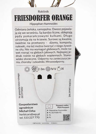 Rokitnik FRIESDORFER ORANGE odmiana żeńska - Sadzonka