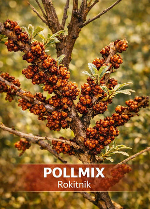 Rokitnik POLLMIX odmiana męska - Sadzonka