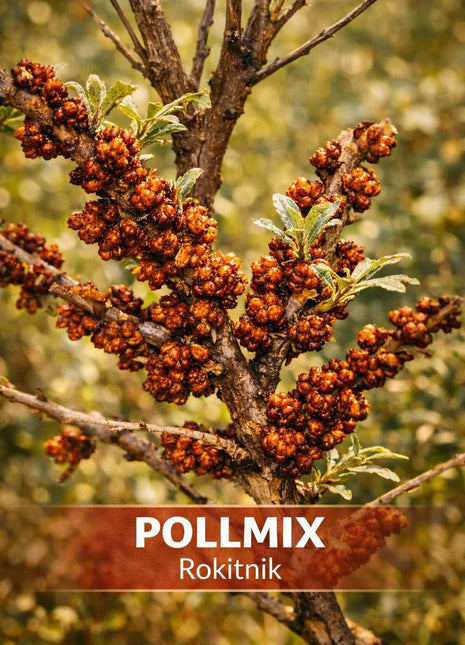 Rokitnik POLLMIX odmiana męska - Sadzonka