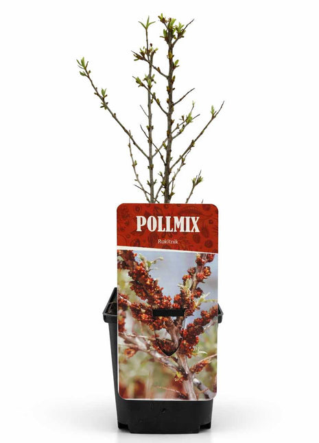 Rokitnik POLLMIX odmiana męska - Sadzonka