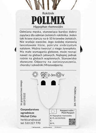 Rokitnik POLLMIX odmiana męska - Sadzonka
