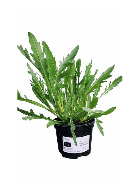 Rukola - Sadzonka - Zioła w doniczce