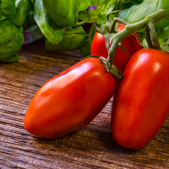 Pomidor San Marzano - Sadzonka